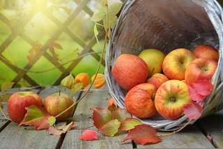 zdjęcie przedstawia jabłka wysypujące się z koszyka, wokół złociste liście