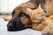 zdjęcie przedstawia leżące i wtulone zwierzęta: psa i kota