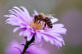 pszczoła na kwiatku - zdjęcie